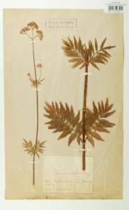 Okaz Valeriana officinalis z okolic Augustowa z 1904 roku